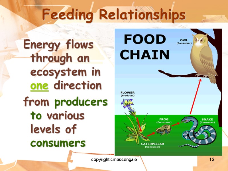 12 Feeding Relationships Energy flows through an ecosystem in one direction from producers to